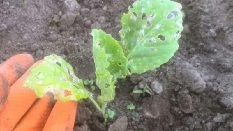 50 мл на 10 л води для обробки капусти від хрестоцвітої блішки