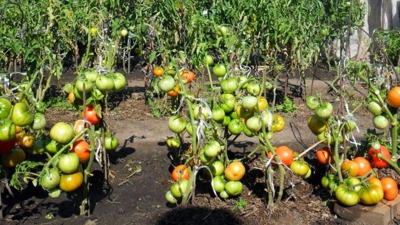Помідори люблять таке підживлення