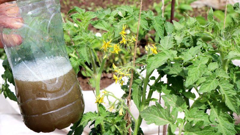 Томат дасть так багато помідорів. Підживіть цим в червні, коли кущики цвітуть