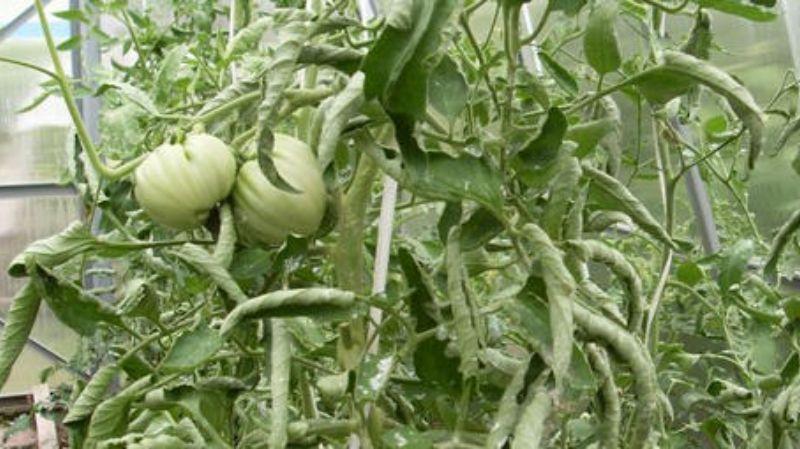 Чому у томатів закручується листя: 4 часті причини і що з цим робити