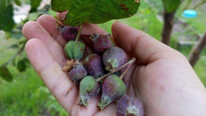 Яблуня скидає плоди: необхідне термінове підживлення