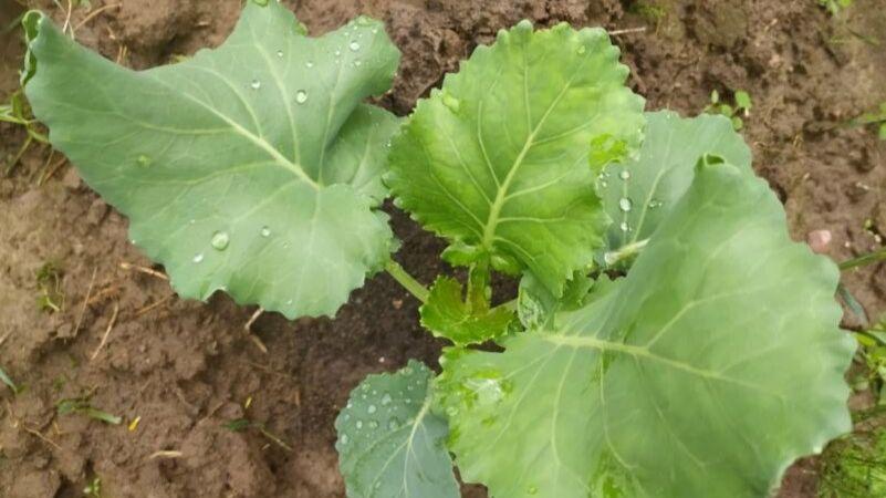 1 ст. л. на 10 літрів води для капусти. Поливаю цим розчином, щоб листя добре росло