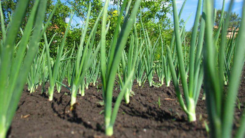 1 ст. л. на 10 л води. Друге важливе підживлення цибулі