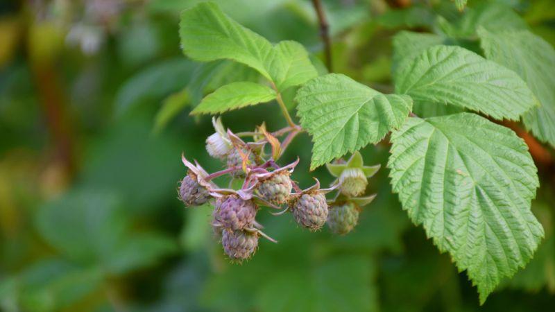 Малина на всю цвіте і формує зав'язі: 3 обов'язкові заходи в цей час