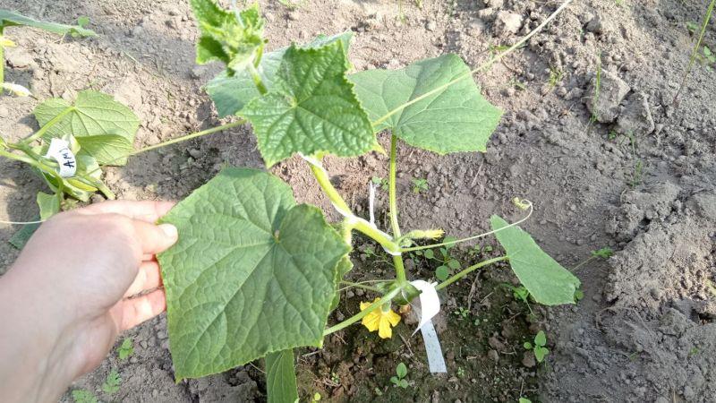 1 ст. л. на 10 л води для огірків. Чим поливати, щоб зав'язі не жовтіли