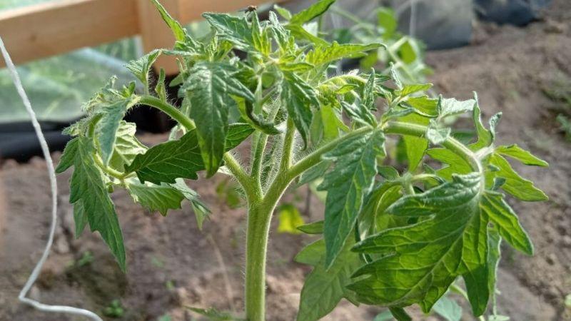 Верхнє листя скручується в "баранячий ріг". Що робити з томатами
