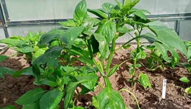 1 ст. л. на 10 л води для поливу перцю. Важливе підживлення від гнилі плодів