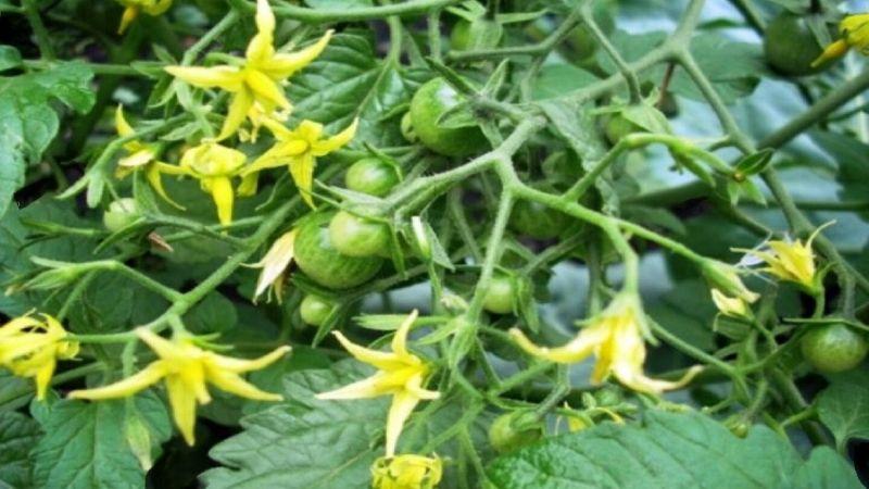 Улюблене підживлення для томатів під час цвітіння