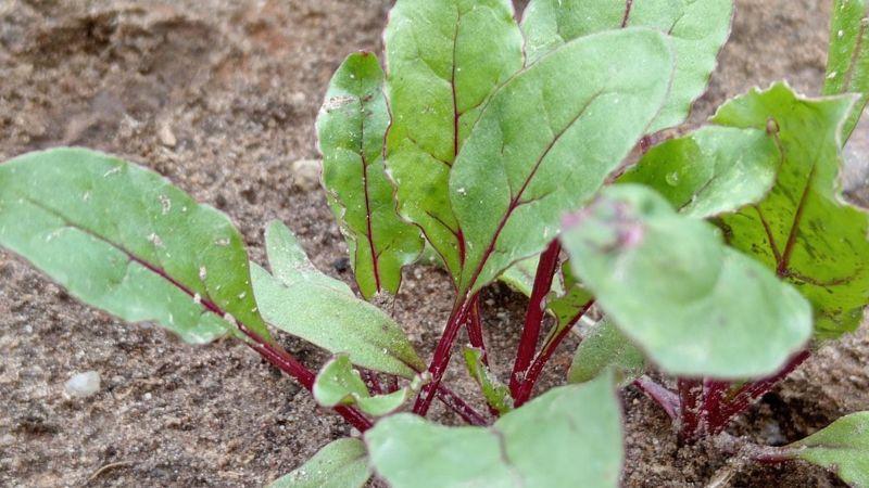 1 ст. л на 10 л води для поливу буряка. Перше важливе підживлення буряків