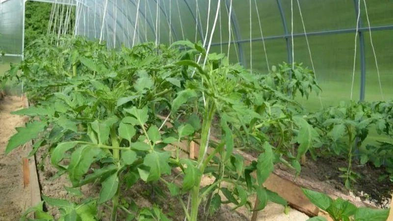 1 ст. л. на 10 л води для обробки томатів від кладоспоріозу