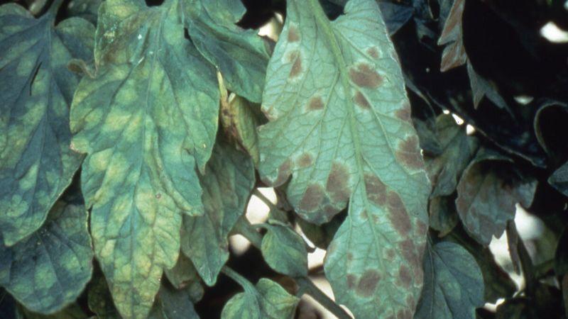 1 ст. л. на 10 л води для обробки томатів від кладоспоріозу