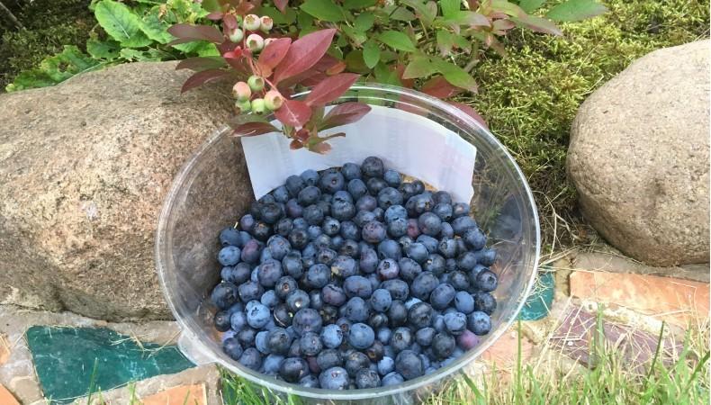 Чим підживити лохину для великого врожаю