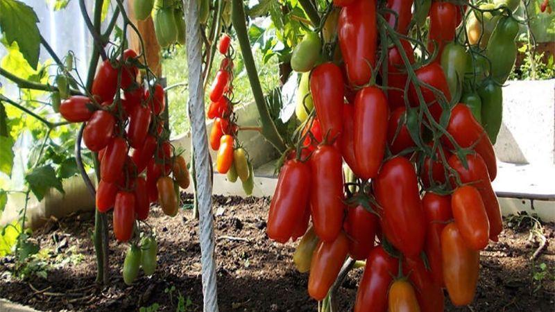 Сульфат магнію для томатів: показую через що ефект сильний та унікальний