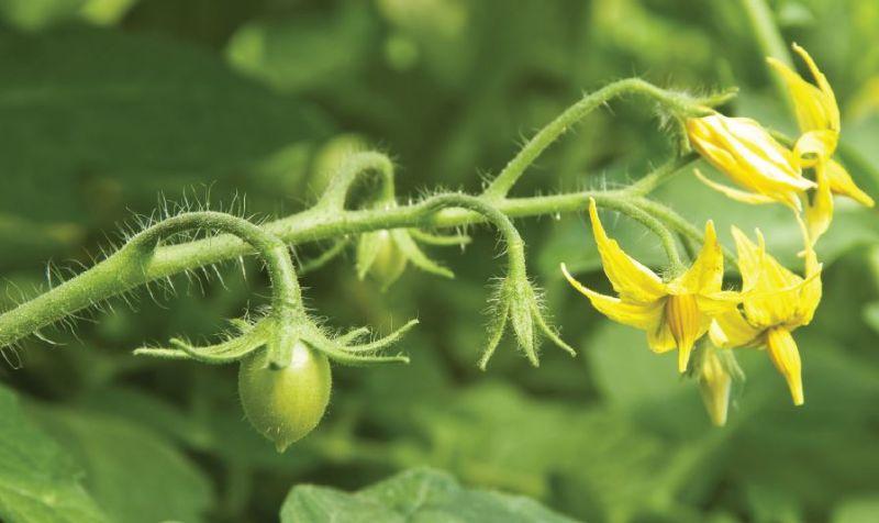 Щоб кожна квіточка дала зав'язь: мій улюблений рецепт для томатів у період цвітіння