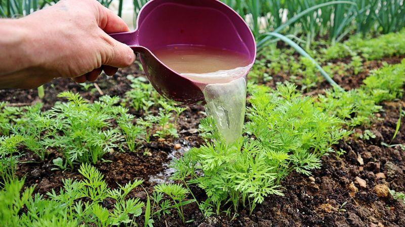 Підживіть цим моркву влітку і побачите якою великою і рівною вона виросте