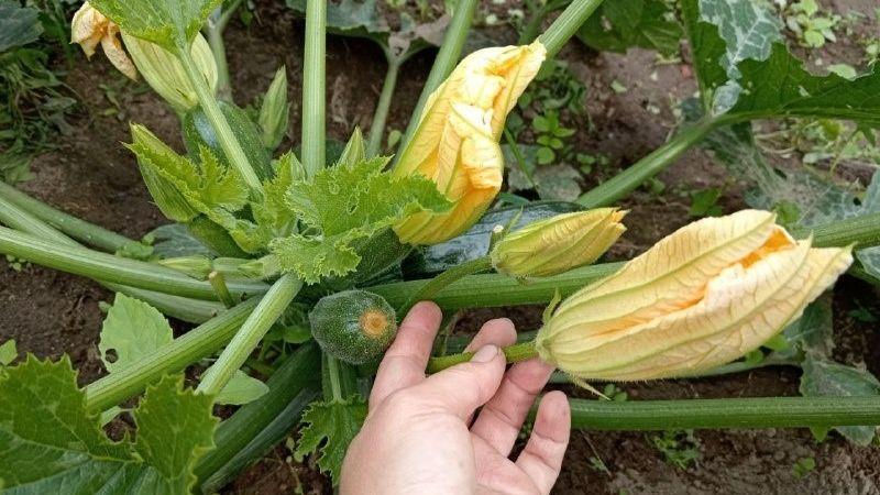 1 ст. л. на 10 л води для кабачків. Перше підживлення на початку росту кущів