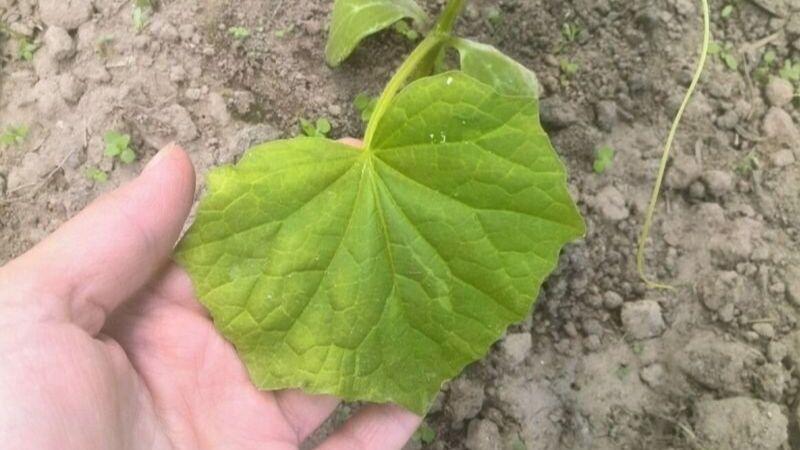 Улюблене підживлення огірків, коли листя жовтіє