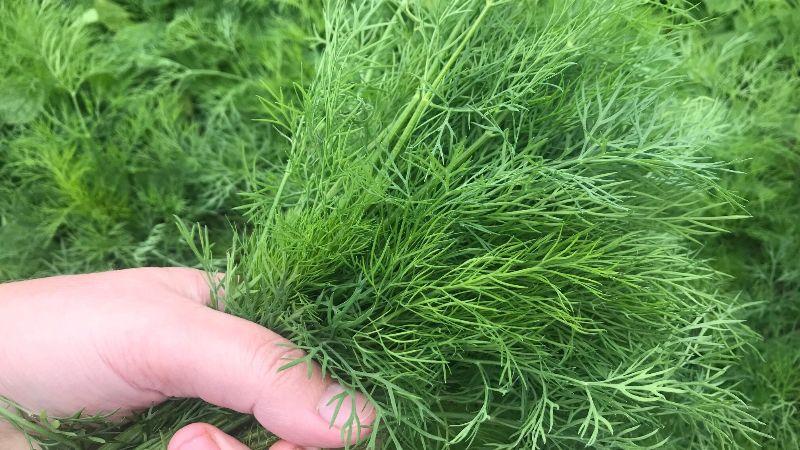 Улюблене підживлення для кропу, щоб була пишна зелень