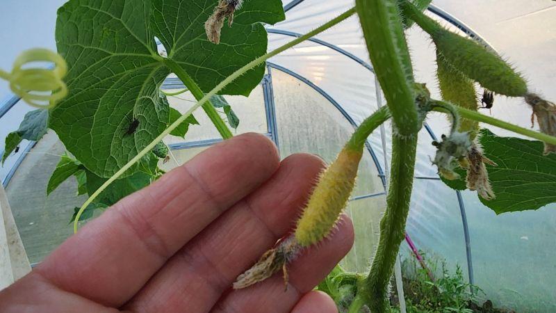 Жовтіють зав'язі огірків, знижується врожай. Що робити у спеку, щоб отримати огірки