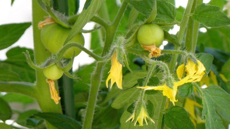 1 ст. л. на 10 л води для томатів під час цвітіння. Поливаю кущі, щоб було багато зав'язей