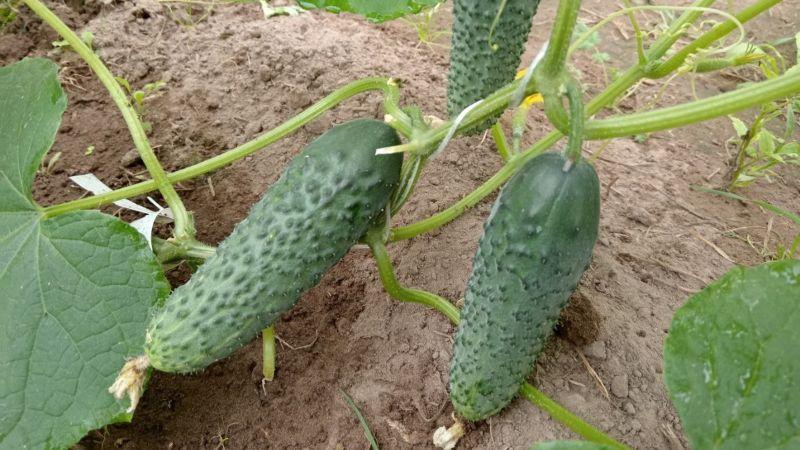 1 ст. л. на 10 л води для поливу огірків. Важливе підживлення для огірків