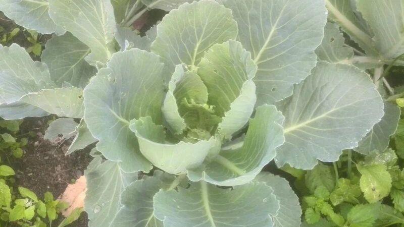 1 ст. л. на 10 літрів води для капусти. Важливе підживлення для гарного зростання