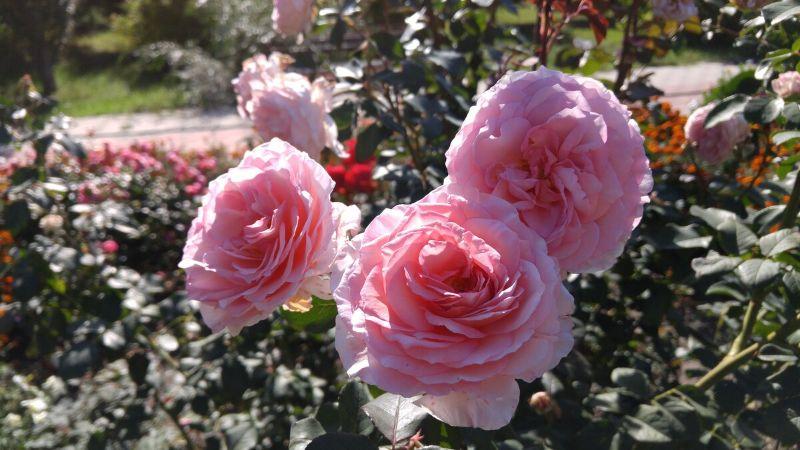 1 ст. л. на 10 л води для троянд. Вношу для пишного цвітіння