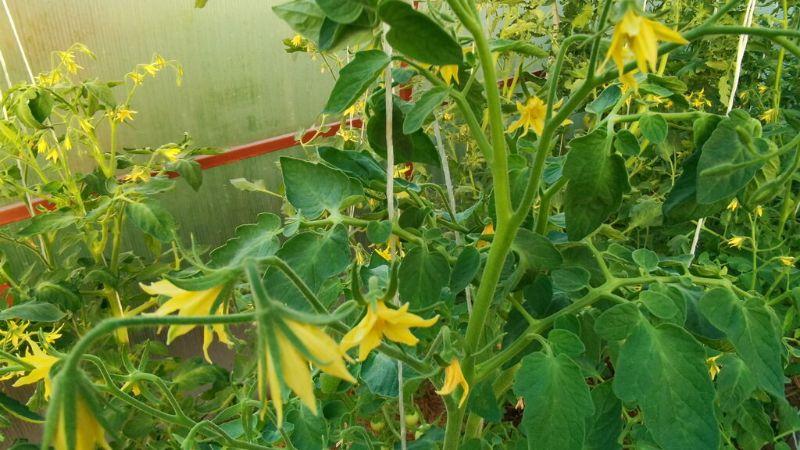 Улюблене підживлення томатів у період цвітіння