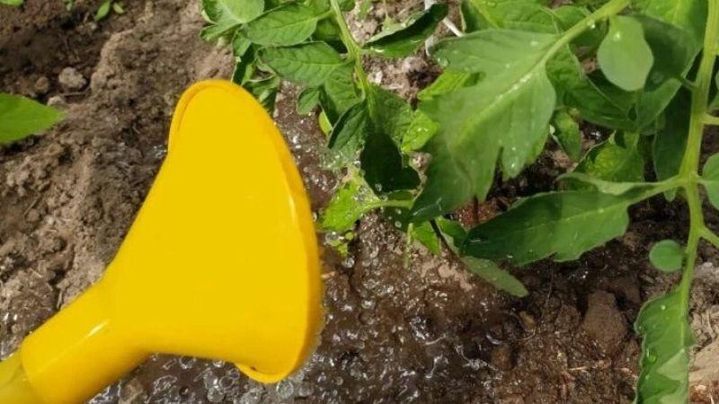 4 помилки при поливі томатів, які гублять урожай. Ніколи так не робіть