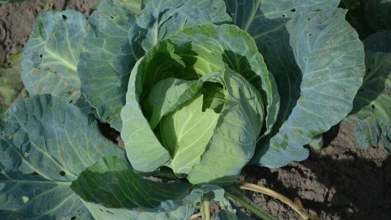 2 кращі добрива для формування великих і щільних качанів капусти