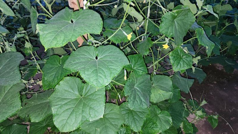 1 ст. л. на 10 л води для підживлення огірків. Збільшуємо врожай огірків