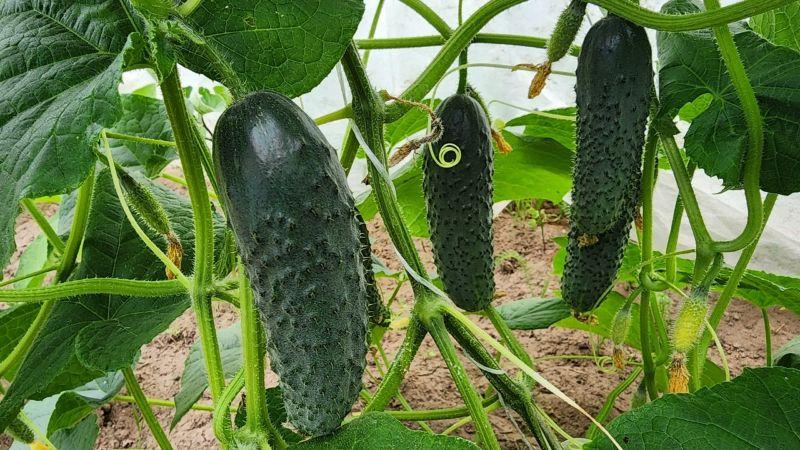 1 склянку на 10 л води для поливу огірків. 5 кроків до великого врожаю