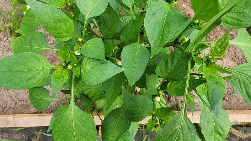 1 ст. л. для підживлення перцю від вершинної гнилі