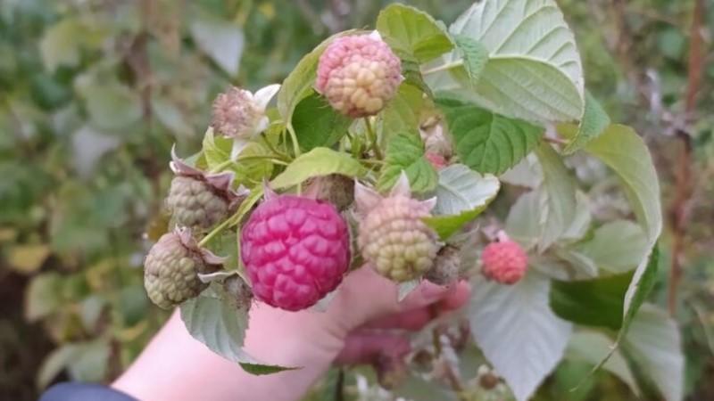Як збільшити урожай малини. Застосовую лише одне добриво