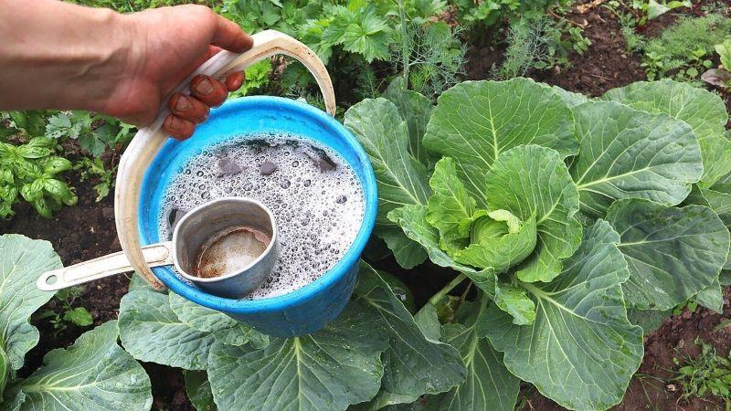 Чим підживити капусту для тугих і соковитих качанів: схема для будь-якого ґрунту