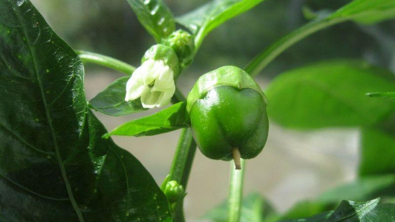 Підживлення солодкого перцю у червні при зростанні зав'язі