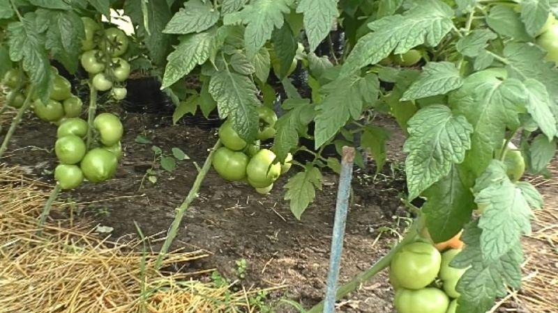 Обрізання нижнього листя у томатів: чому важливо зачекати на перший бурий помідор