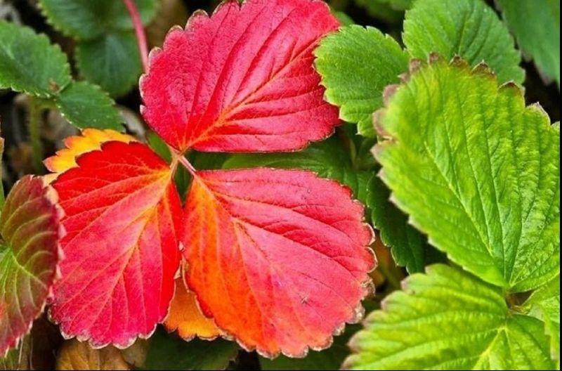 Червоне листя на полуниці осінню сигнал дати кущикам обов'язкове добриво
