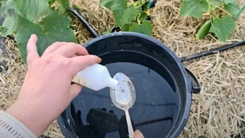 Як підживити огірки і томати в холод