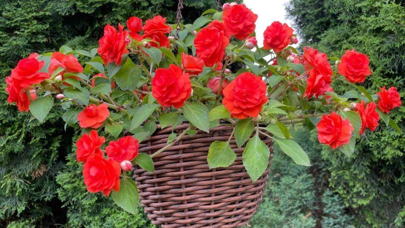 Як виростити пишний махровий бальзамін