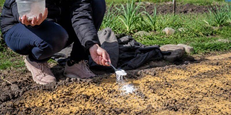 Чим удобрити грядку під озимий часник