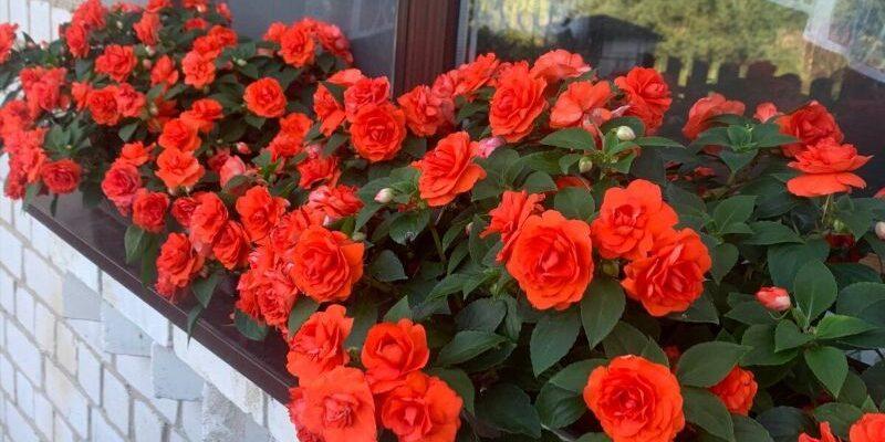 Як виростити пишний махровий бальзамін