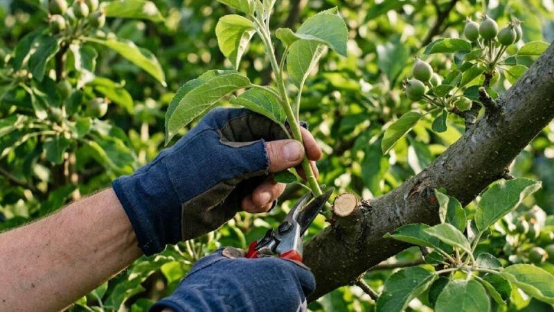 Чому після обрізки дерева ростуть вовчки