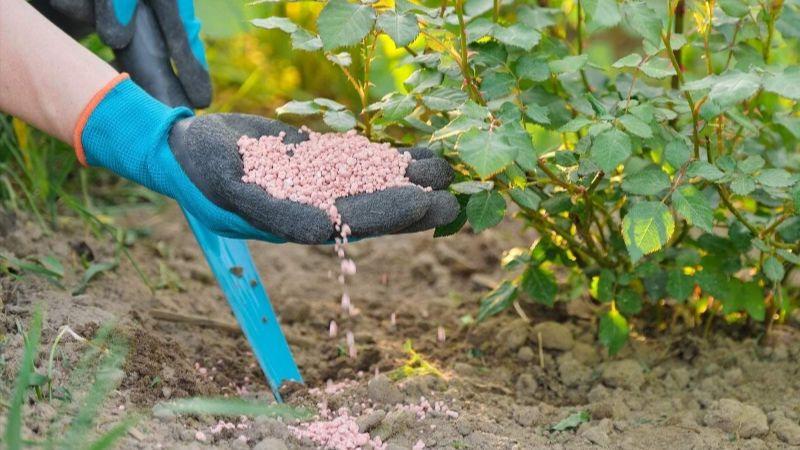 Чим підживити троянди у вересні перед зимою