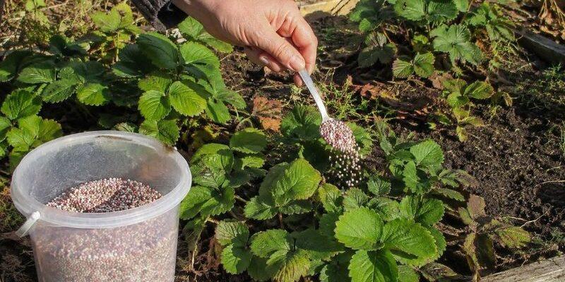 Чому вересень важливий для полуниці