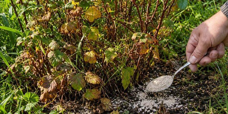 Чим підживити смородину та аґрус у вересні