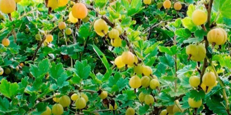 Помилки догляду за смородиною й аґрусом у вересні