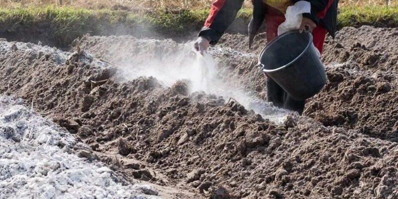 Як правильно вносити доломітове борошно в ґрунт восени